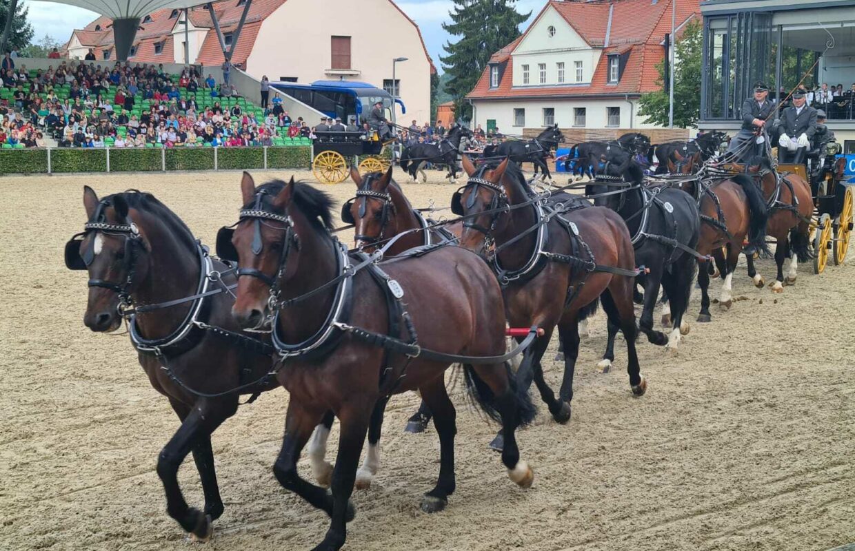 Kalender Hengstparade Moritzburg 